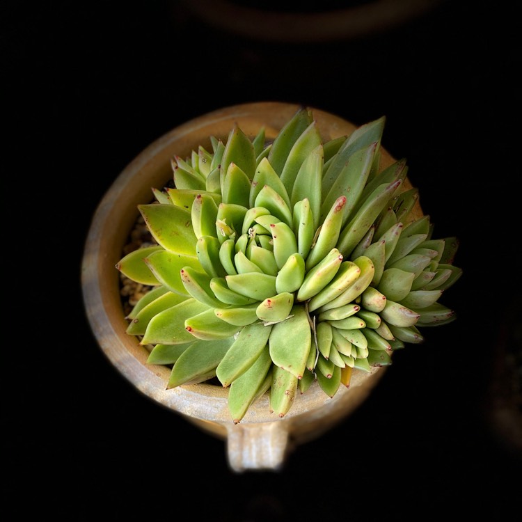 Plant image Echeveria Agavoides Macabeana