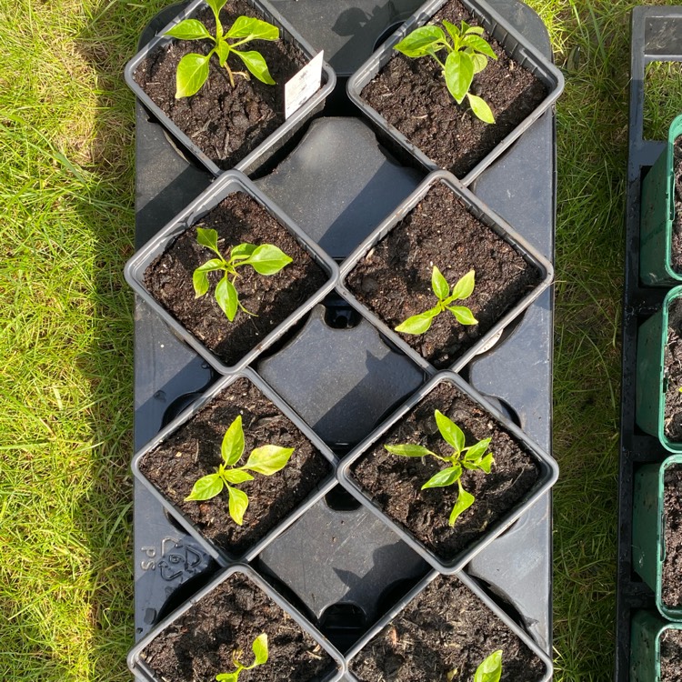 plant image 1273806
