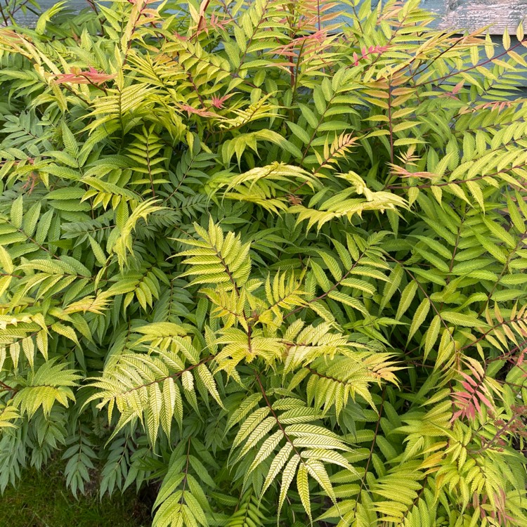 plant image 1300311 plant image 1300311