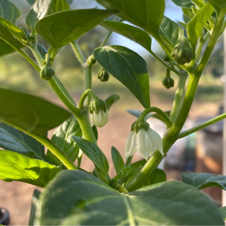 Plant image Capsicum Annuum 'Fresno'