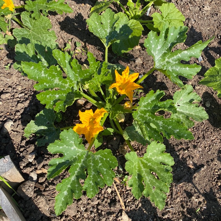 plant image 1316121