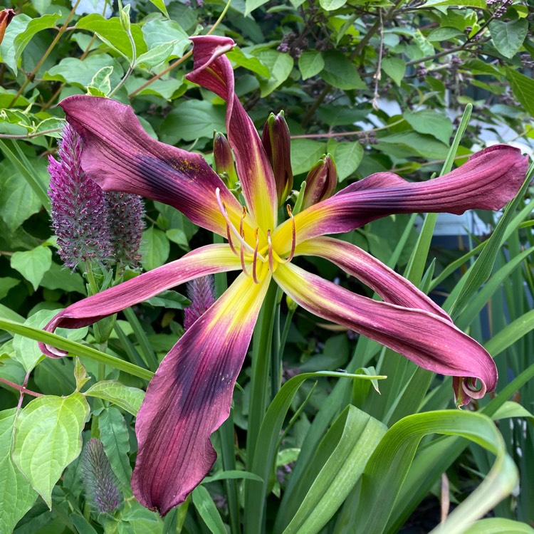 plant image 1320706