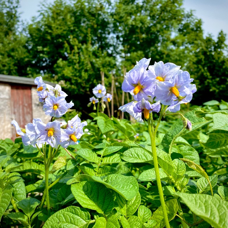 plant image 1325743