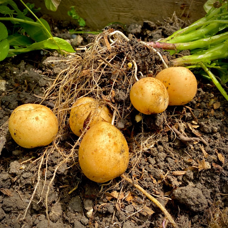 Plant image Solanum tuberosum 'Rocket'