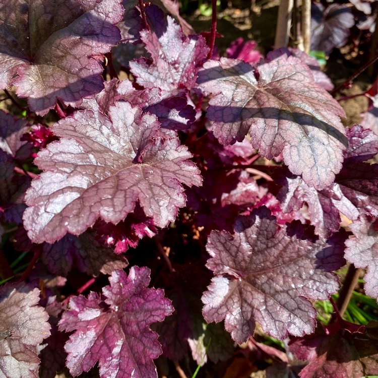 Plant image Heuchera 'Plum Pudding'