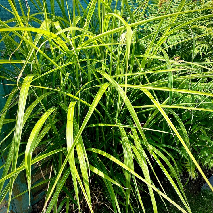 plant image 1329280