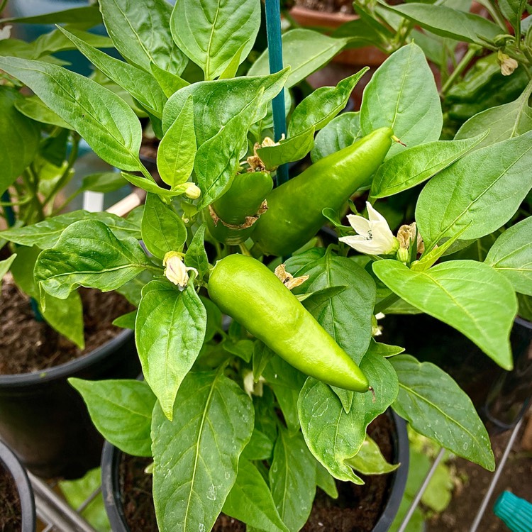 plant image 1336399