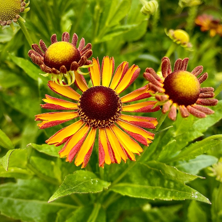 plant image 1362201