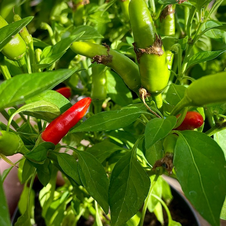 plant image 1362203