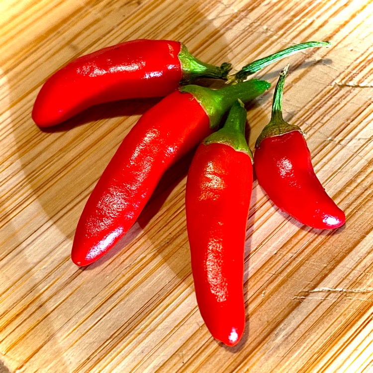 plant image 1365029