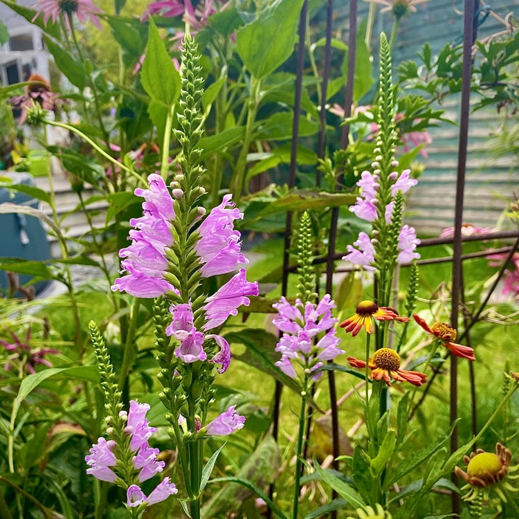 plant image 1367904