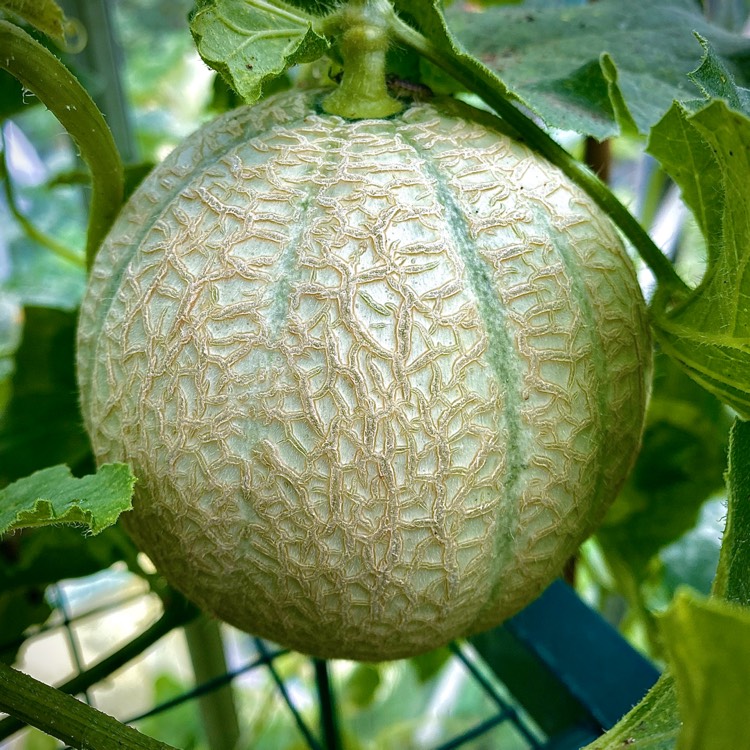 Plant image Cucumis melo var. cantalupensis 'Pepito'