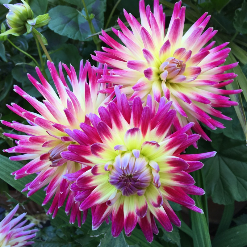Plant image Dahlia 'Tahiti Sunrise'