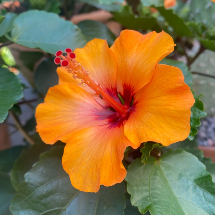 Plant image Hibiscus rosa-sinensis 'Hawaiian Sunset'