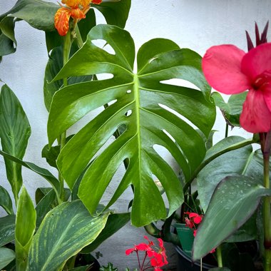 Swiss Cheese Plant