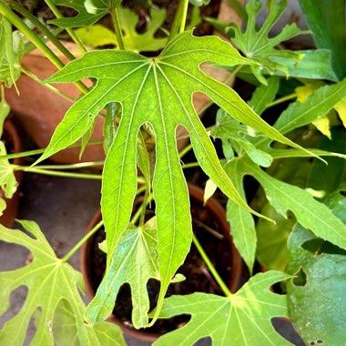Fatsia polycarpa 'Green Fingers'