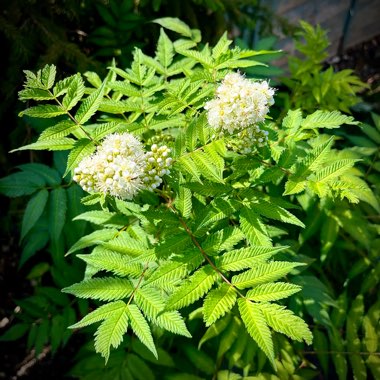 False Spiraea 'Sem'