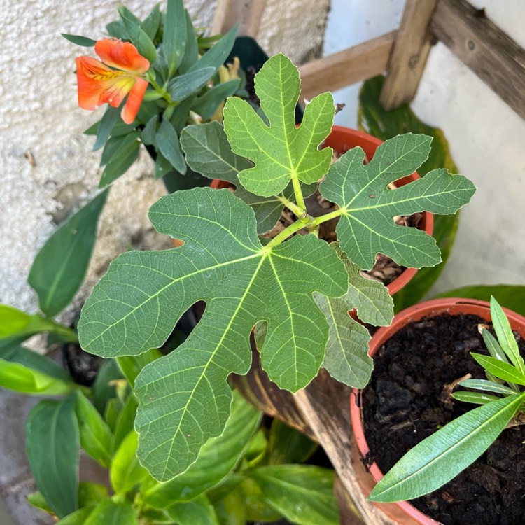 plant image 1619471