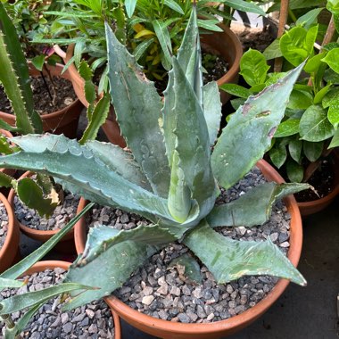 Agave 'Americana'