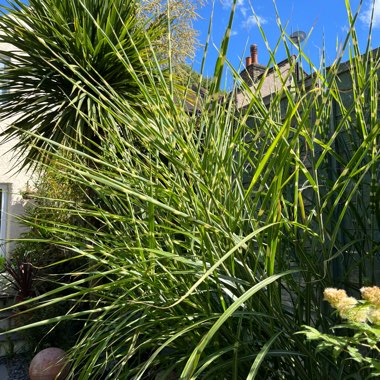SIlver Grass 'Zebrinus'