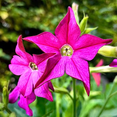 Flowering Tobacco