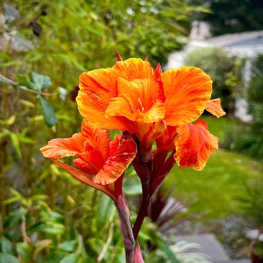 Canna 'Tropicanna Gold'