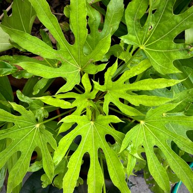 Fatsia polycarpa 'Green Fingers'