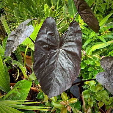 Elephant Ear 'Black Magic'