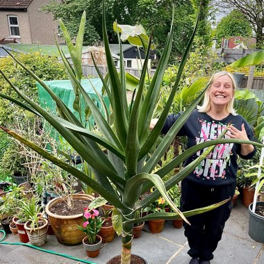 Tree Aloe