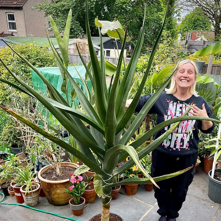 plant image 1666513