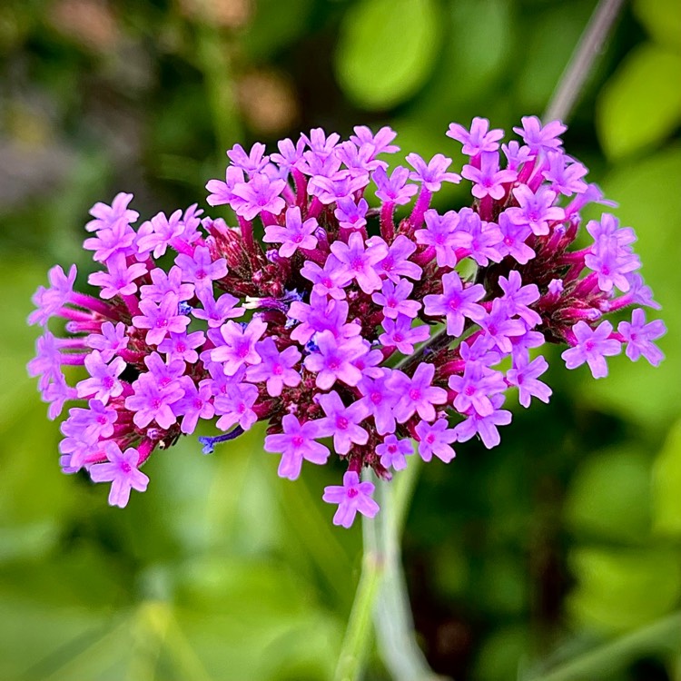 plant image 1675222