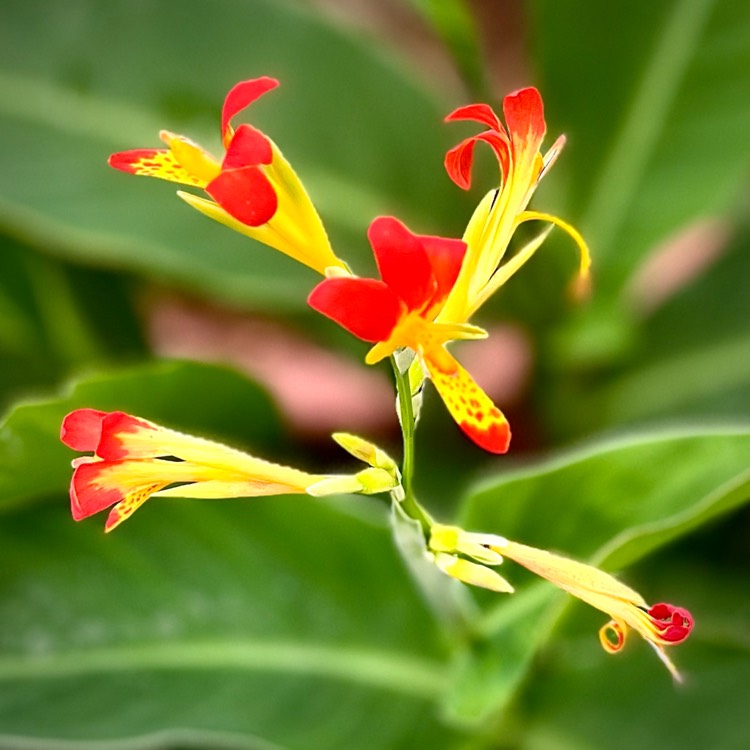 plant image 1675234