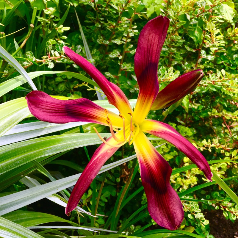 plant image 169267