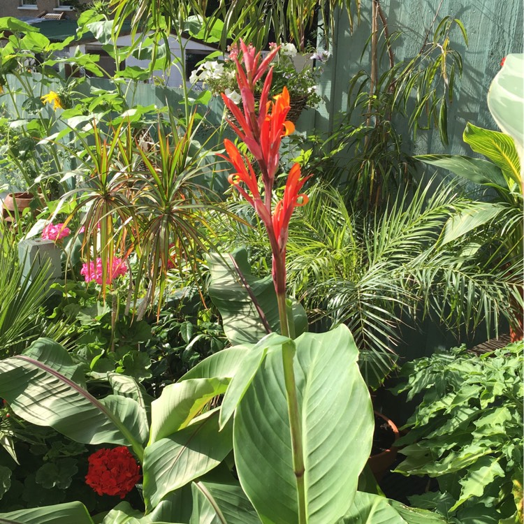 Plant image Canna indica syn. Canna discolor, Canna indica 'Edulis', Canna lanuginosa, Canna limbata, Canna 'Limbata'