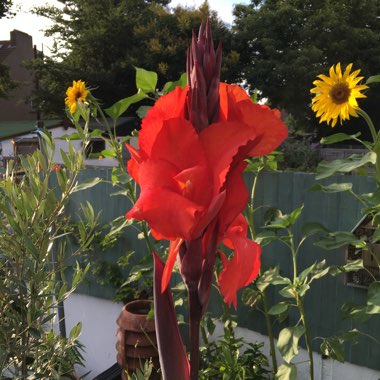 Canna 'Lon01' syn. Canna 'Tropicanna Black'