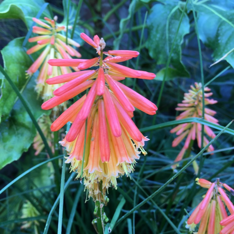 plant image 229281