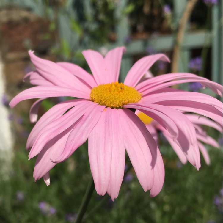 Plant image Tanacetum coccineum 'Robinson's Pink' syn. Chrysanthemum coccineum 'Robinson's Pink'