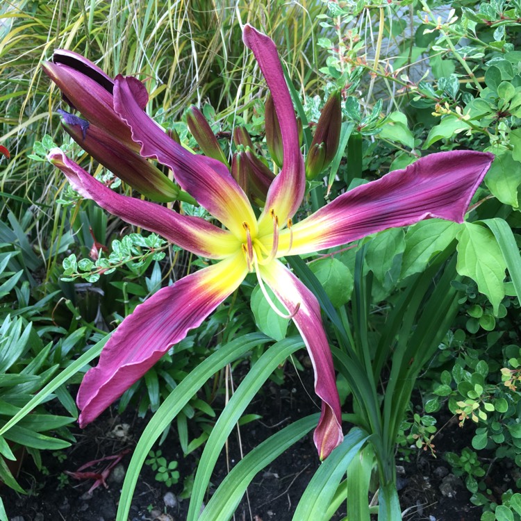 plant image 459658