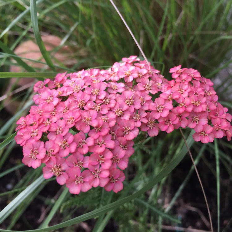 Plant image Achillea Millefolium 'Tutti Frutti Apricot Delight'