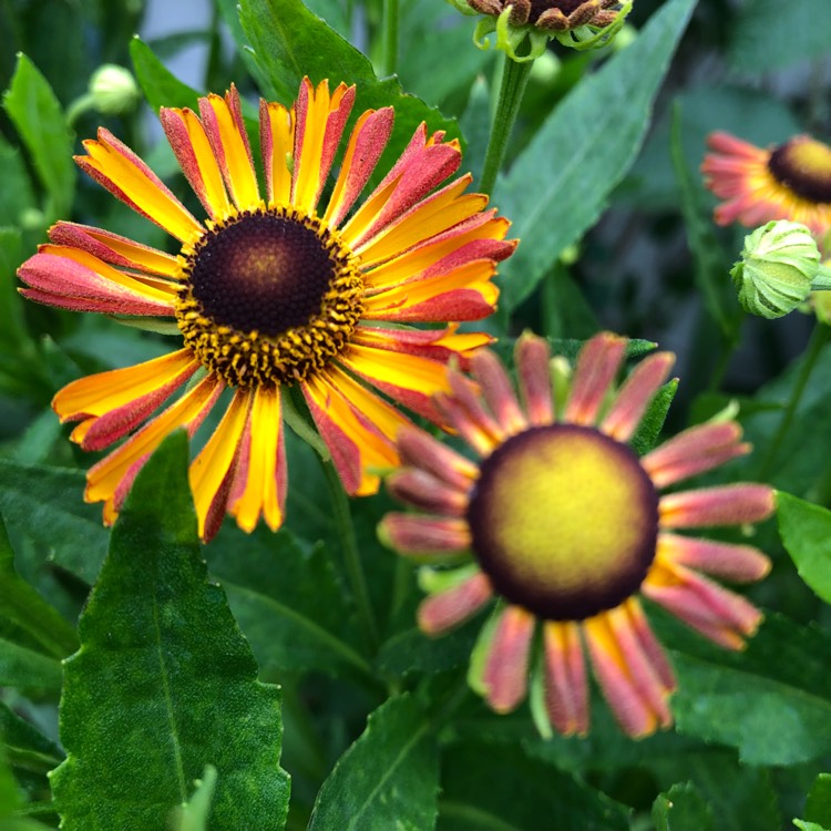 plant image 794076