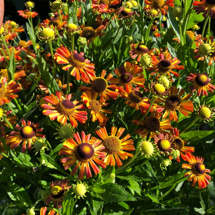 plant image 808892