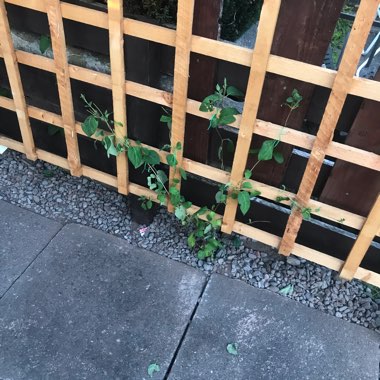 Billy's garden