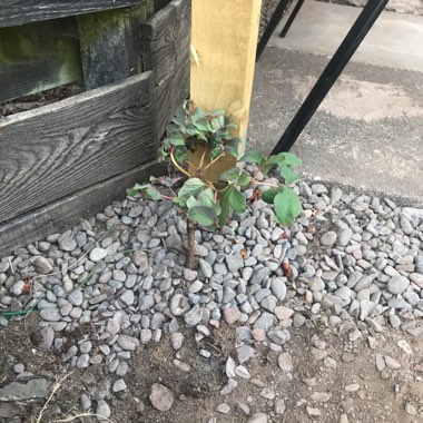Billy's garden