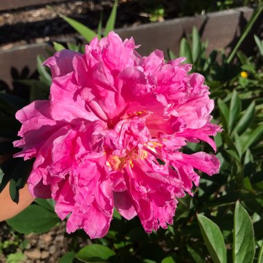Peony