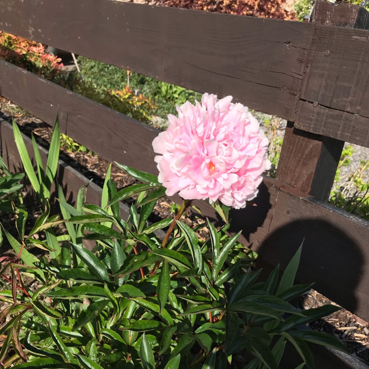 plant image 1335839