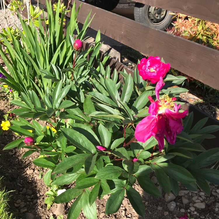 plant image 1335840