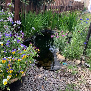 Billy's garden
