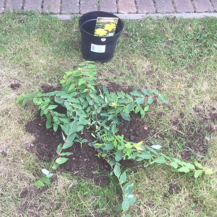 Plant image Hypericum x moserianum 'Little Misstery'
