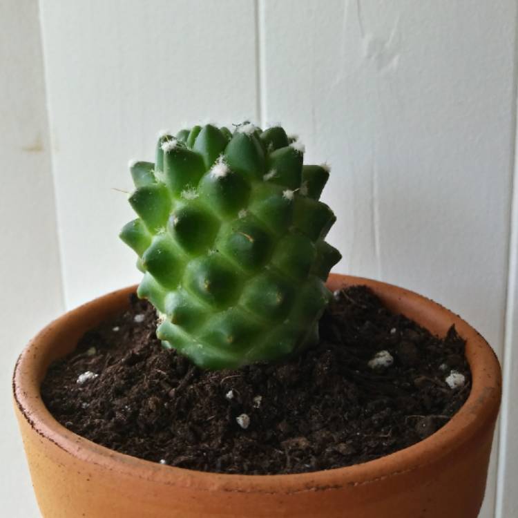 plant image 1376699