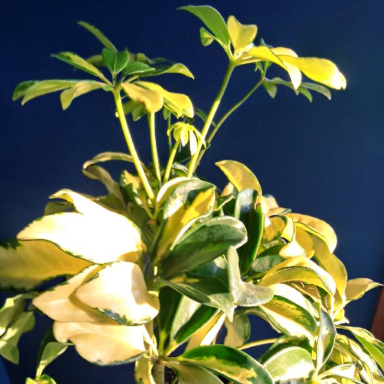 Plant image Schefflera arboricola 'Madam de Smet'